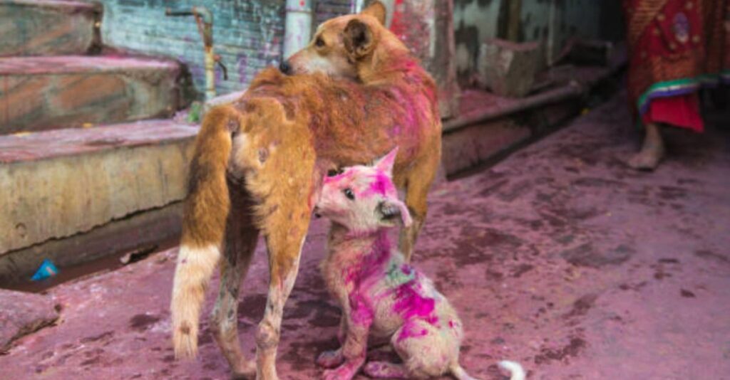 4 Signs of Stress in Pets During Holi and How to Help