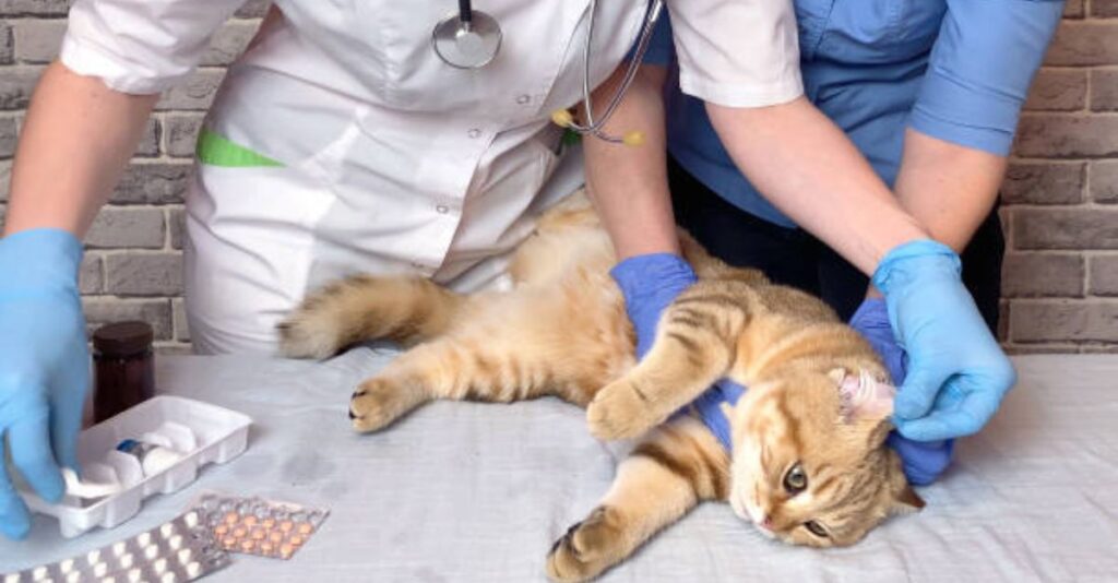 7 Common Pet Emergencies and How to Handle Them