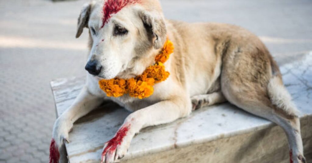 4 Signs of Stress in Pets During Holi and How to Help