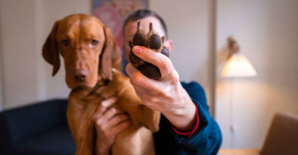 7 Reasons Why Virtual Vet Consultations Are Transforming Pet Care in 2025