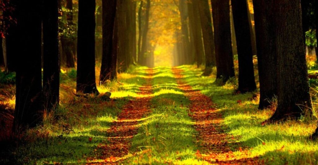 12 Inspiring Garden Path Designs Using Painted Glow Stones