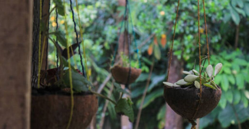 15 Stylish Coconut Shell Pot Wall Decor Ideas for a Greener Home