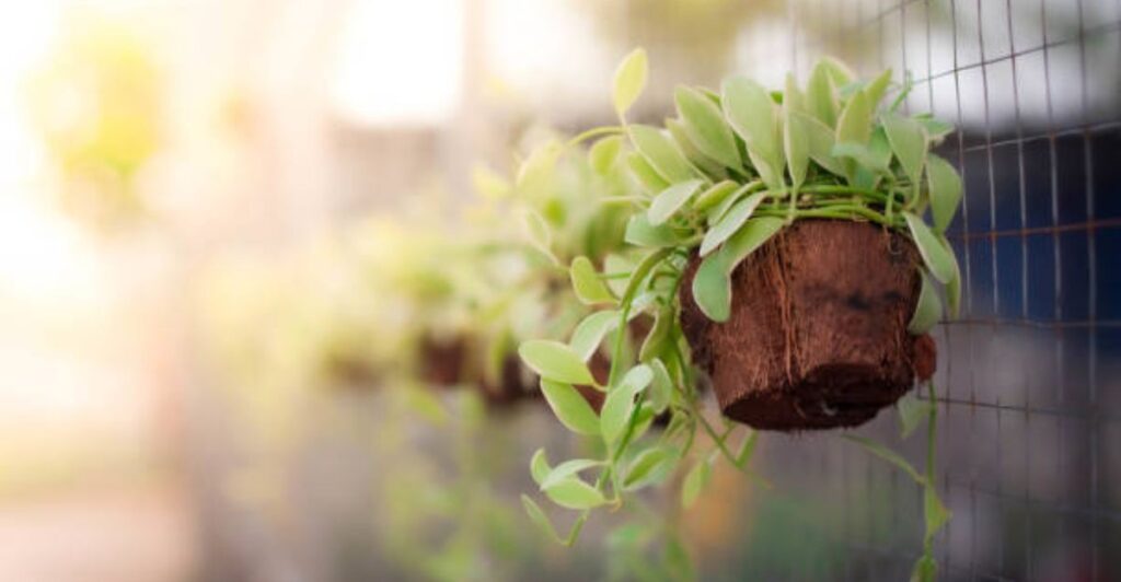 15 Stylish Coconut Shell Pot Wall Decor Ideas for a Greener Home