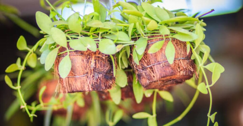 15 Stylish Coconut Shell Pot Wall Decor Ideas for a Greener Home