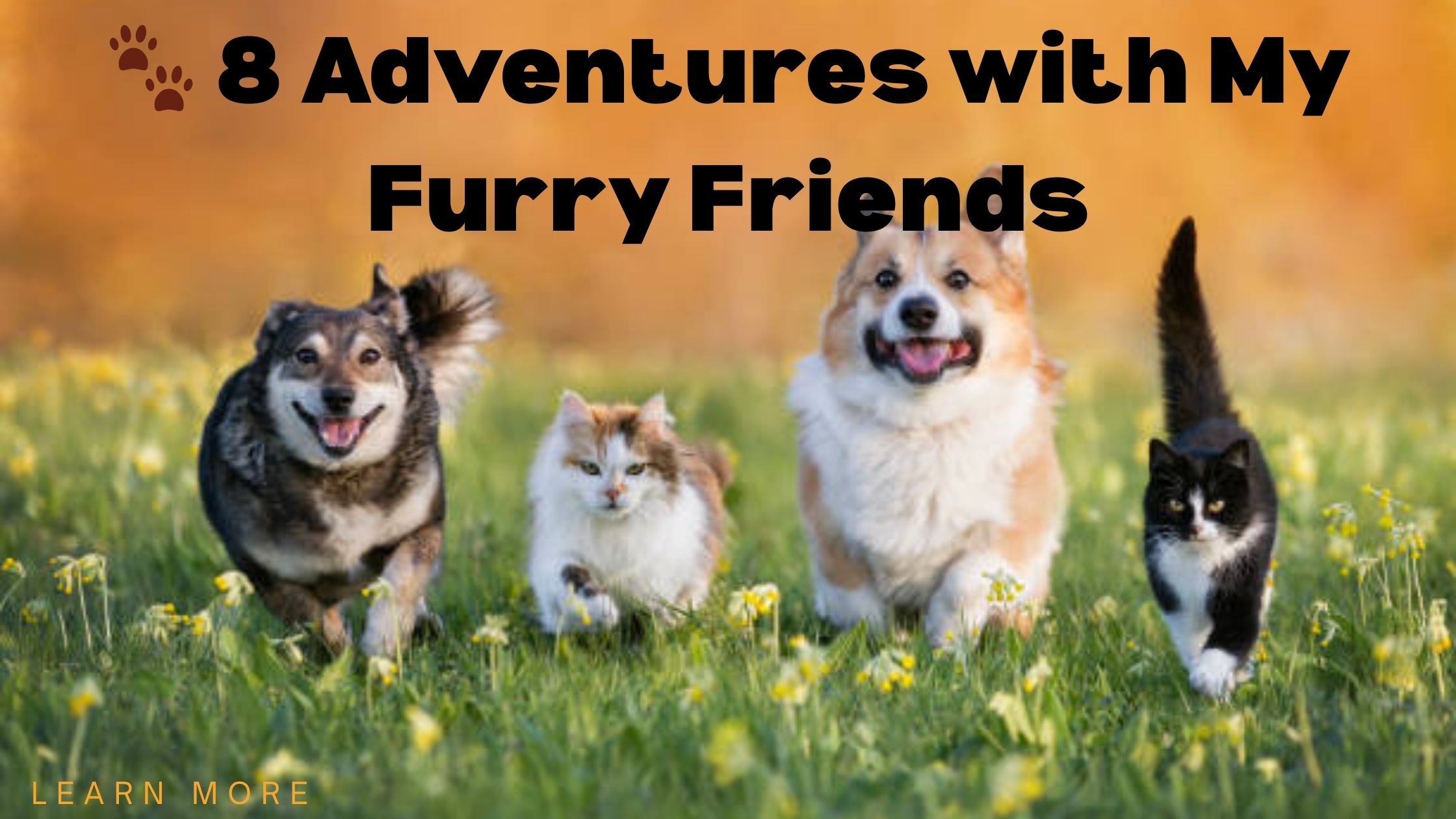 🐾 8 Adventures with My Furry Friends