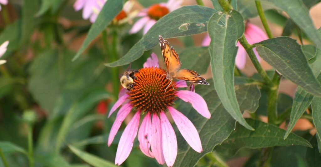 2 Simple Garden Layouts for Butterflies and Bees