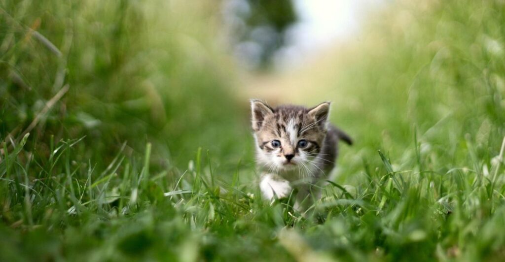 7 Secrets to Happier Pets