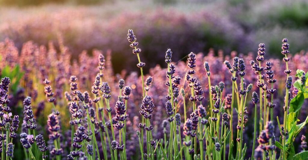 7 Flowers to Grow & 3 Mistakes to Avoid in Your Butterfly & Bee Garden