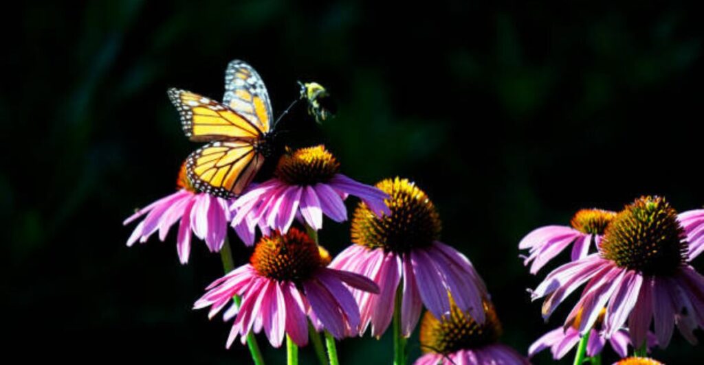 2 Simple Garden Layouts for Butterflies and Bees