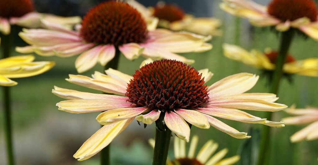 7 Flowers to Grow & 3 Mistakes to Avoid in Your Butterfly & Bee Garden