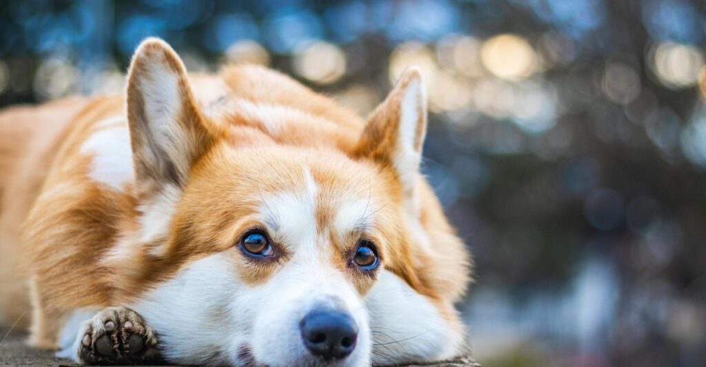 🐾 8 Adventures with My Furry Friends