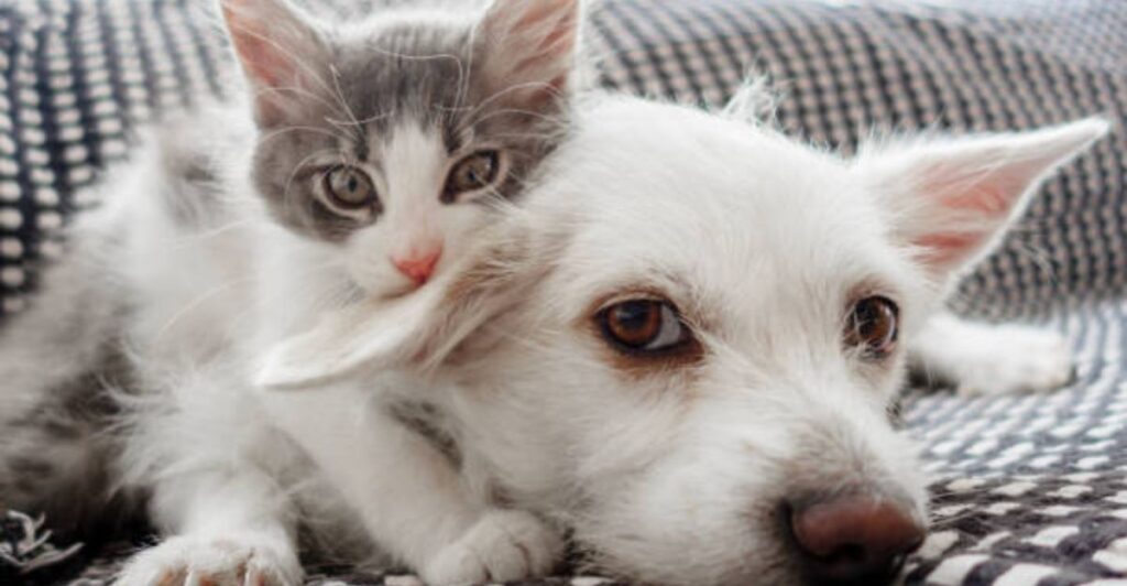 🐾 8 Adventures with My Furry Friends