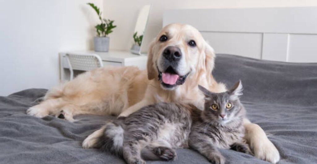 🐾 8 Adventures with My Furry Friends