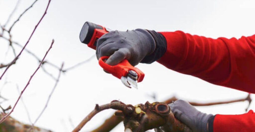 top electric pruners for easy plant cutting in home and professional gardens