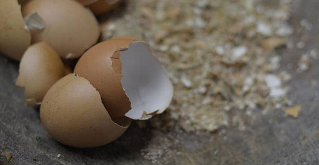 Natural DIY fertilizers that boost garden plants quickly and safely