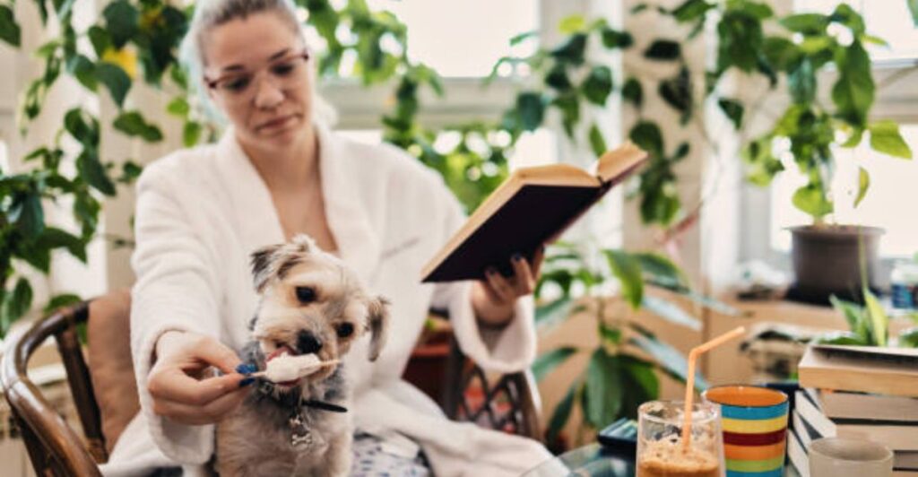 Simple pet care routine for dogs and cats in a busy lifestyle