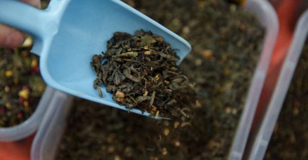 Natural soil improvement using green tea fertilizer in home garden