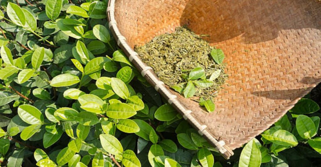 Improper green tea fertilizer application affecting plant health