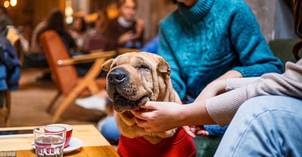 🐶 Modern pet-friendly café with dogs and owners relaxing together
