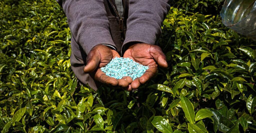 Green tea fertilizer improving soil health naturally in eco-friendly garden