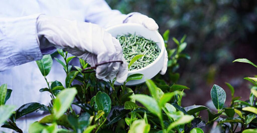 Using green tea fertilizer incorrectly on plants causing growth issues