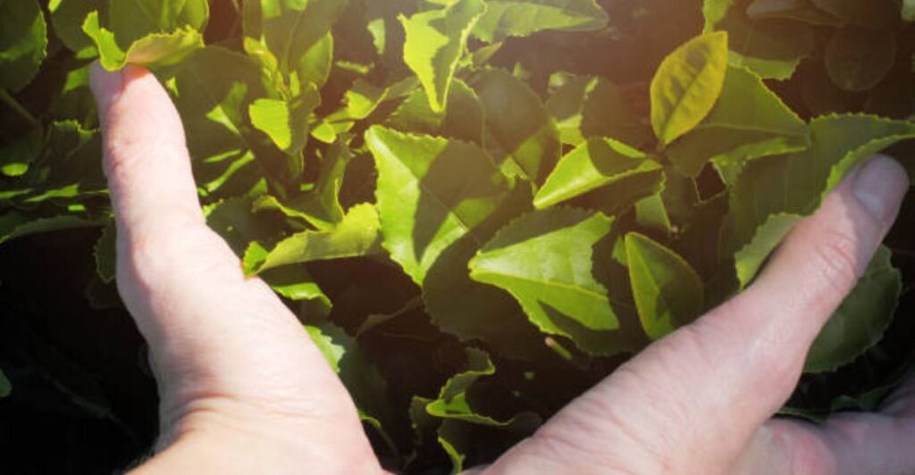 Using green tea as organic fertilizer to enhance soil health naturally