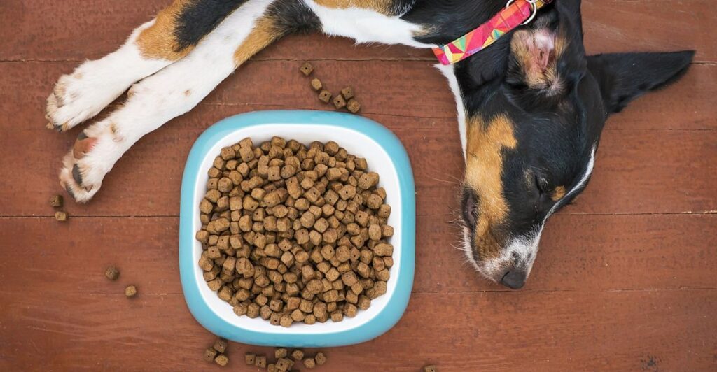 Modern bamboo feeding station for dogs and cats in minimalist home decor