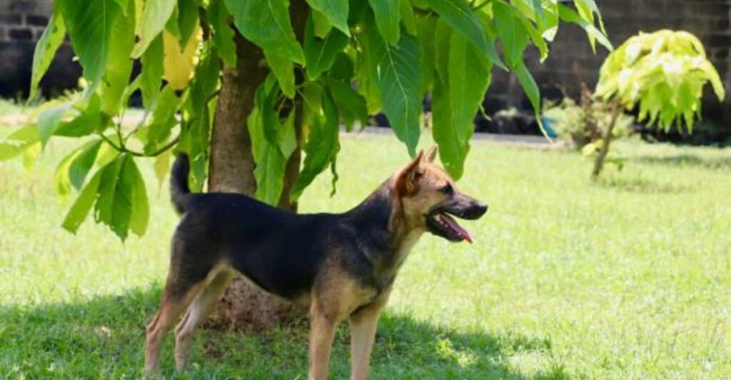 Happy dog relaxing beside a bamboo shade structure in a sunny backyard garden.