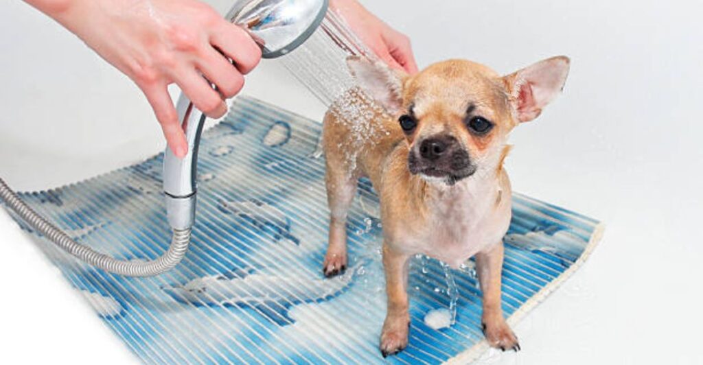 Homemade aloe vera pet cooling mist spray for summer pet care on a wooden table