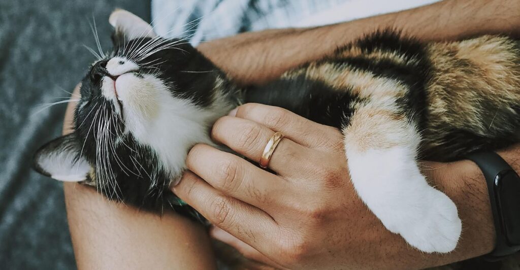 Natural summer pet care remedies including coconut water, cooling mats, and fresh fruits for pets.