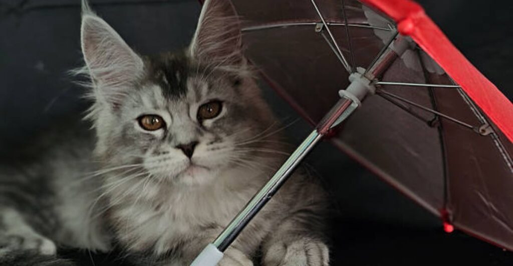 🍃 13 Outdoor Pet Shade Ideas Using Trees, Umbrellas, and Bamboo