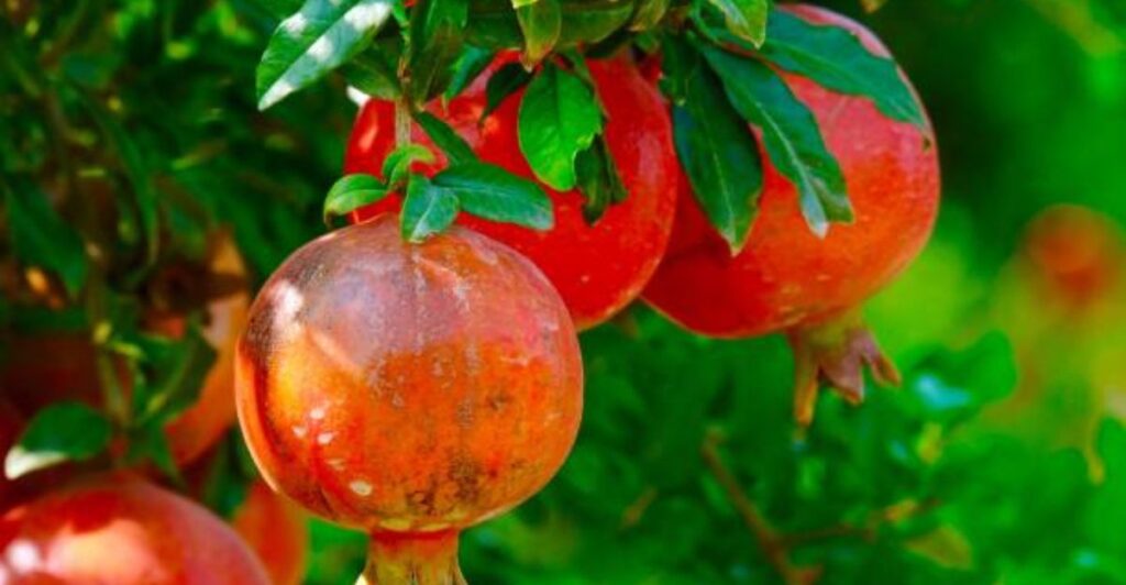 Healthy pomegranate tree with bright red fruits growing in a sunny home garden