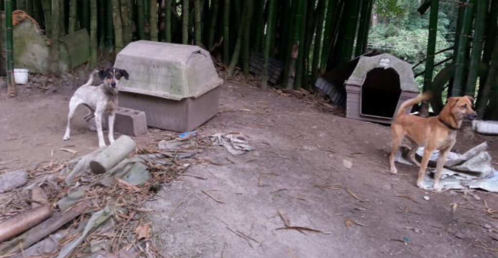 Stylish bamboo pet shelter creating a cool shaded corner for outdoor pets.