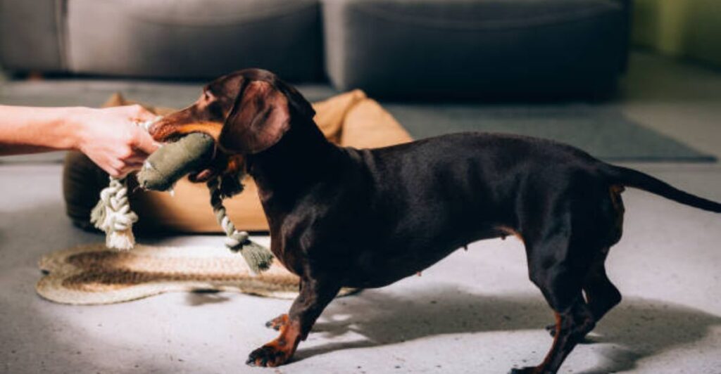 Creative homemade pet toys and soft cushions placed in a modern pet-friendly room.