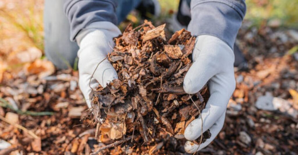 Fresh garden beds covered with free organic mulch made from leaves, grass clippings, and compost.