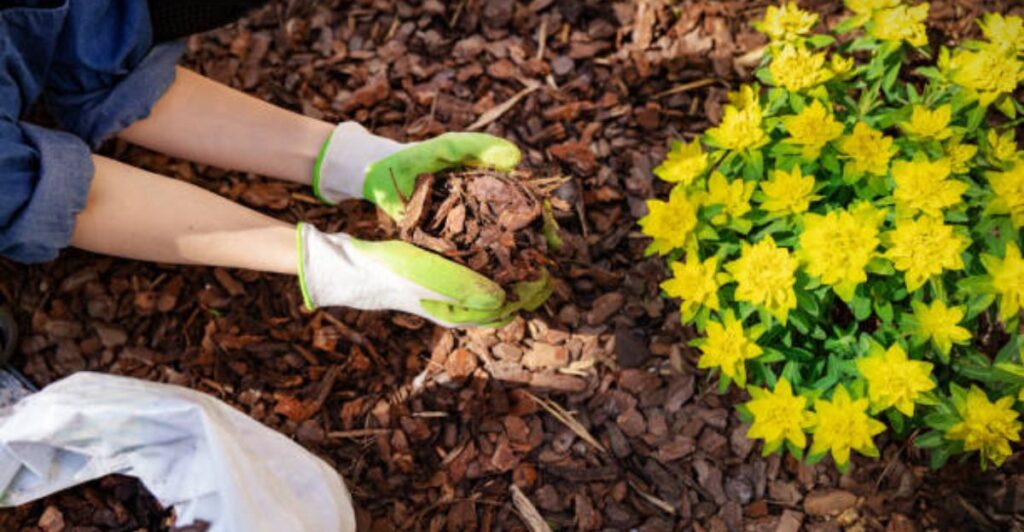 Organic mulch layer protecting soil moisture and supporting plant growth in a home garden.