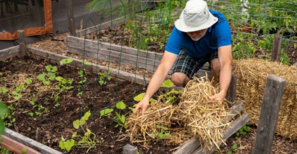 Gardener spreading homemade organic mulch around healthy vegetable plants in a backyard garden.