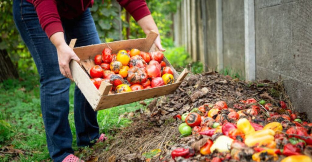 Assorted spoiled vegetables decomposing naturally in a compost pile surrounded by garden plants.