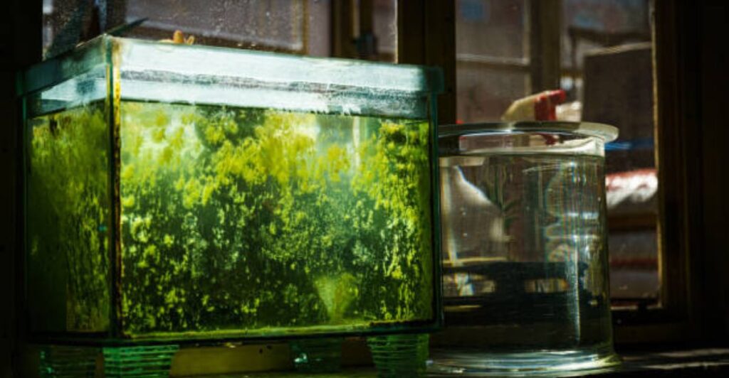 Freshwater aquarium featuring smooth river stones arranged in a natural aquascape.