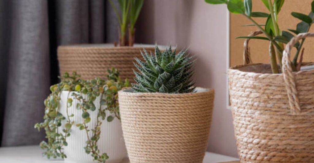 Stylish rope-covered planter displaying a green indoor plant in a contemporary home setting.