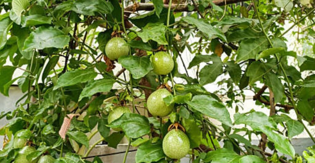 Rooftop garden featuring mixed fruit plants in containers.