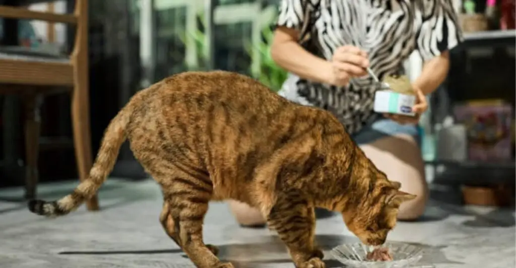 Aging cat drinking fresh water beside nutritious cat food on a rainy day