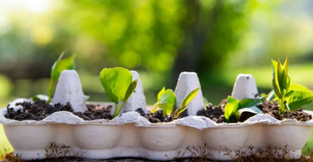 Egg carton seed starters filled with soil and young vegetable seedlings on a sunny windowsill.