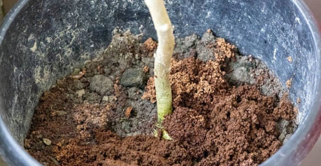 Healthy loose soil prepared for growing plants in flowerpots