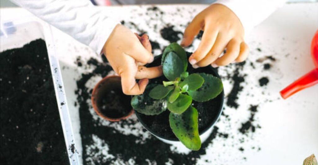 Improving soil structure in flowerpots with organic compost