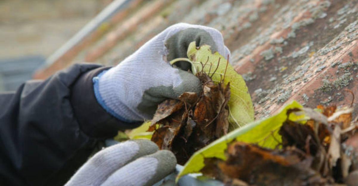 Fallen leaves spread across garden beds being used as natural mulch around vegetable plants.