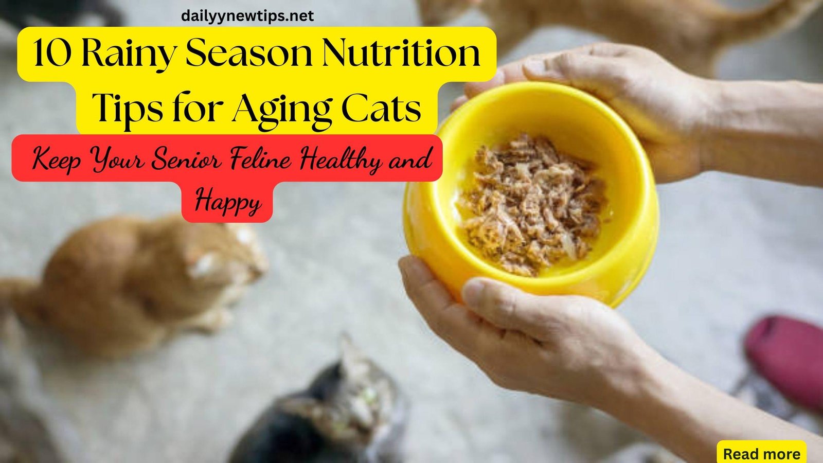 10 Rainy Season Nutrition Tips for Aging Cats: Keep Your Senior Feline Healthy and Happy