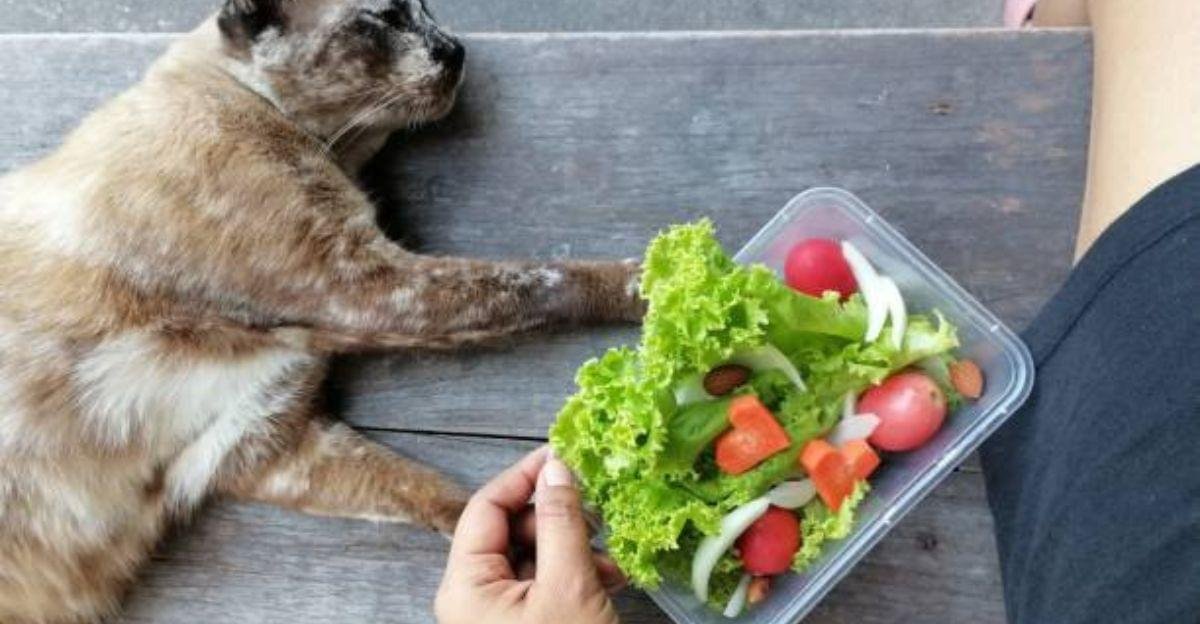 Senior cat eating a healthy wet food meal during the rainy season indoors