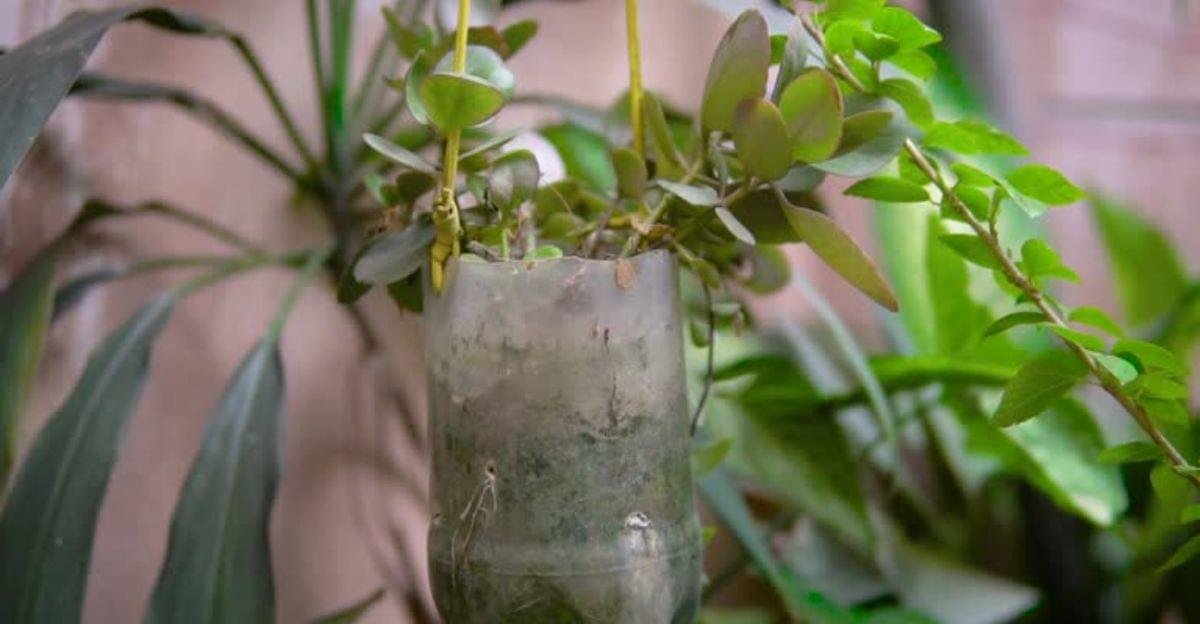 Eco-friendly plastic bottle planters suspended on ropes with vibrant plants in a modern apartment.