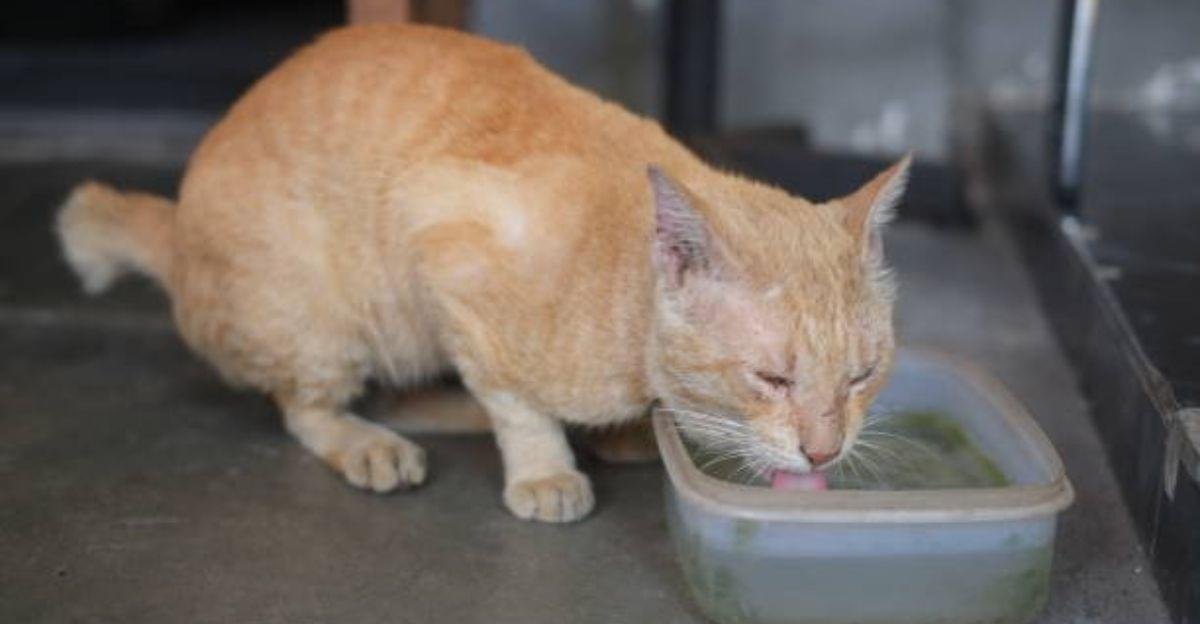 Elderly cat enjoying warm homemade cat food during the monsoon season